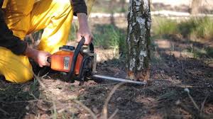 Why Choose Our Tree Removal Services in Forest Glen, MD?