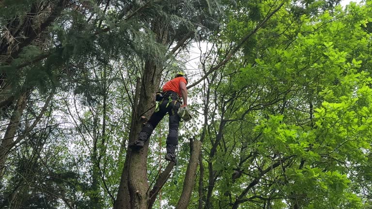 Professional  Tree Services in Forest Glen, MD